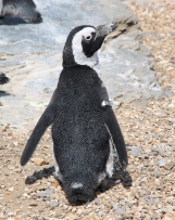 Penguins at ZSL Whipsnade Zoo