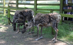 Reindeer at ZSL Whipsnade Zoo